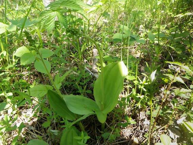 Soikkokaksikko Varsinainen Kuva