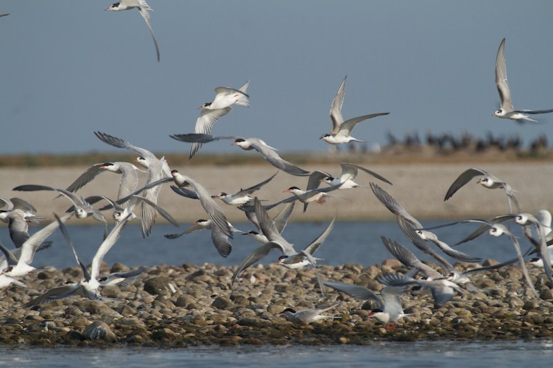 Sternaparvi28.7.2014