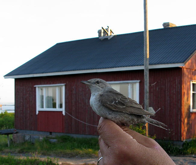 Sylnis Ronski 120611