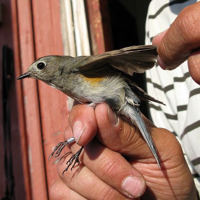 Tarcya Ronski 100611