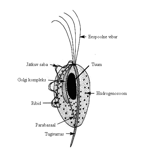Trichomonas Gallinae Ehitus