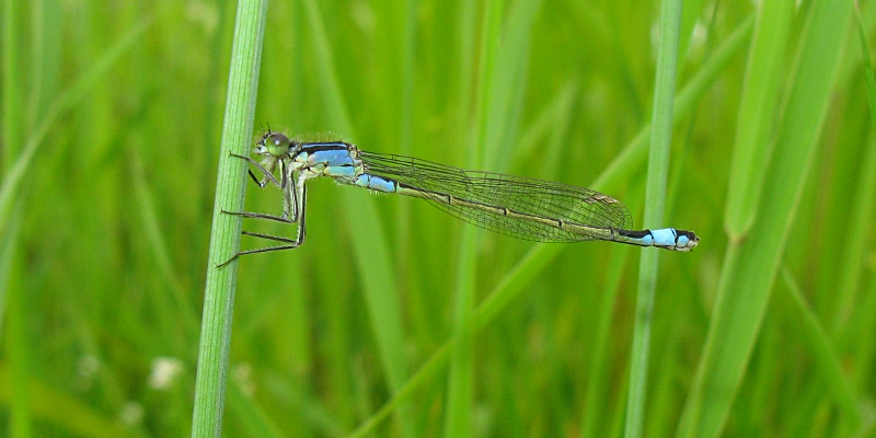 Tytonkorentolaji 800X400