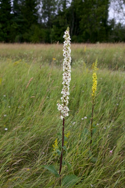 Valkea Tummatulikukka 010815