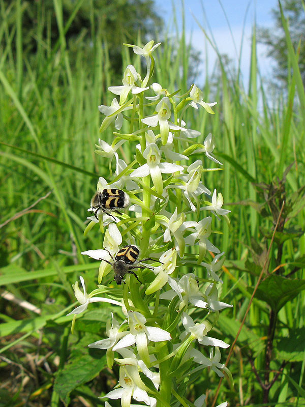 Valkolehdokki-Ja-Kimalaisku