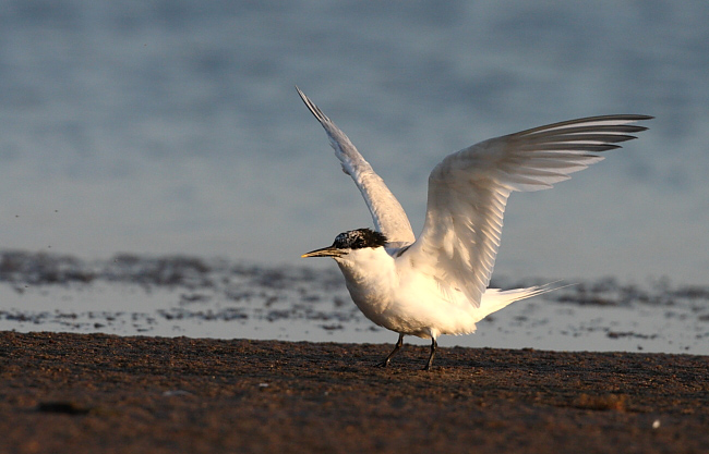  Mg 8674 Stesan Web 001