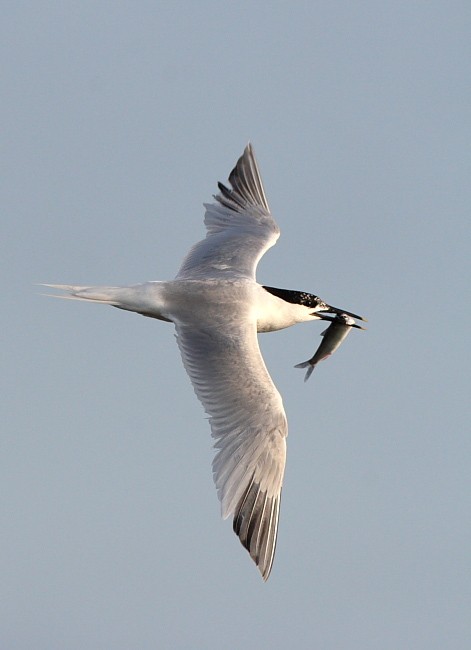  Mg 8743 Stesan Web 001