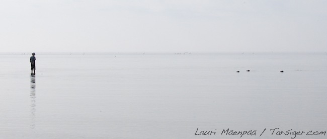 Aarojahylkeet A1G0076