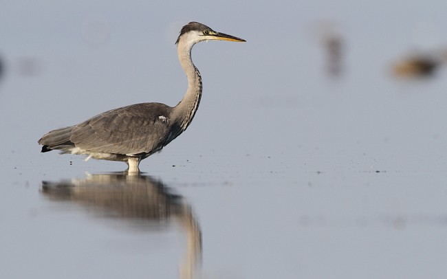 Adrcin Sorve Ppa 02082010 01