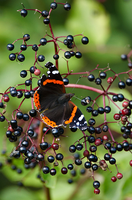 Amiraali3009098824Ee