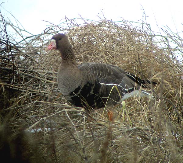 Ansalb Ad Sorve 07012005 Sc 600X450