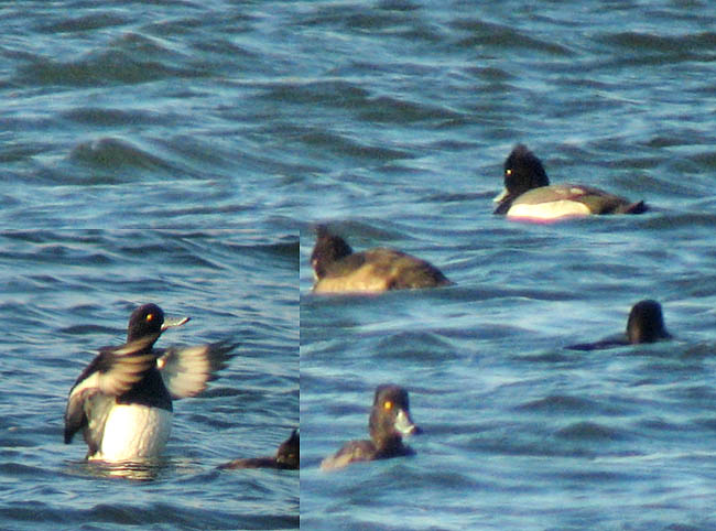 Ayt Sp 29102006 Sc Net