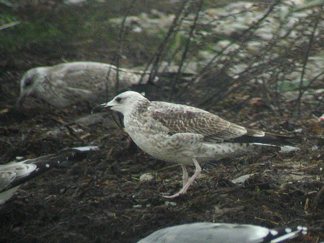 Cace 1Kv 27102006 Sc