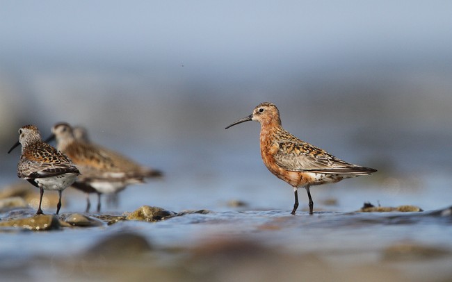 Calfer Loode Ppa 01082010 01