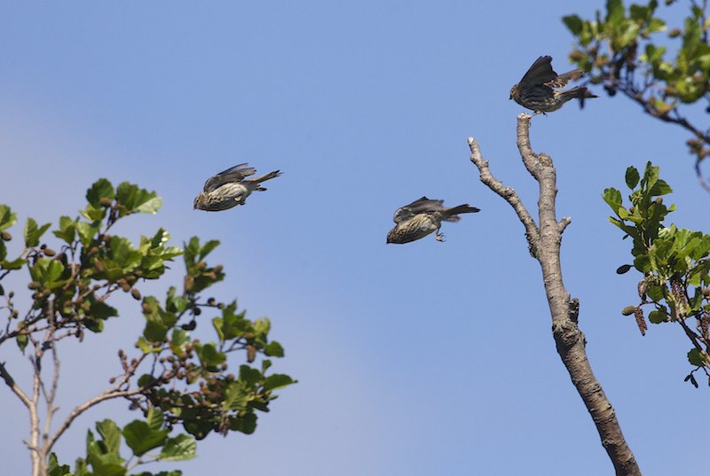 Carmealude A7F2028390