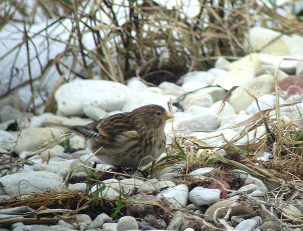 Carris Sorve 07012006 Sc 600X450