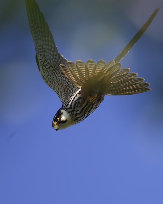 Falsublude A7F1914281