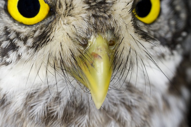 Glapastuijotus A1G2905