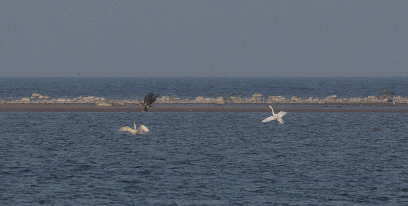 Halijoutsen- 1Kk7085