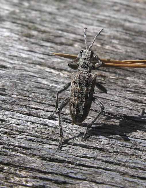 Havukantojaaraimg 8487