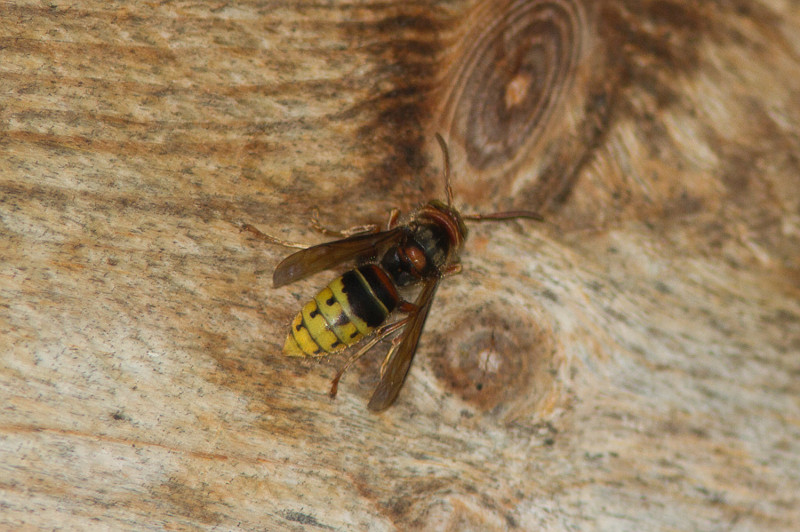 Herhilainen 18072013 Mnu