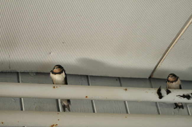 Hirun Penskat Isompi