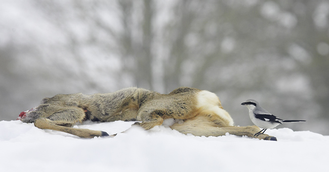 Isolepinkainen K0Y8922