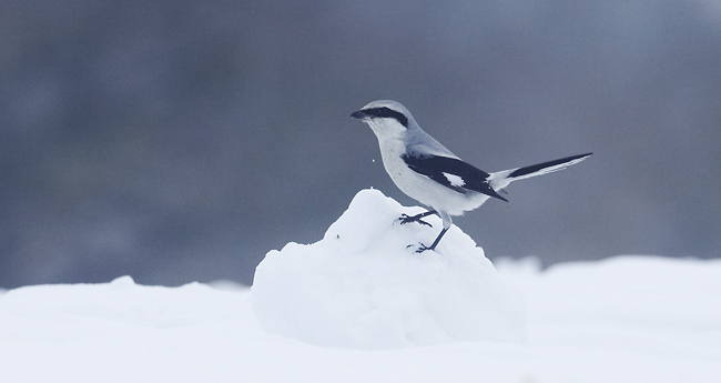 Isolepinkainen K0Y9006