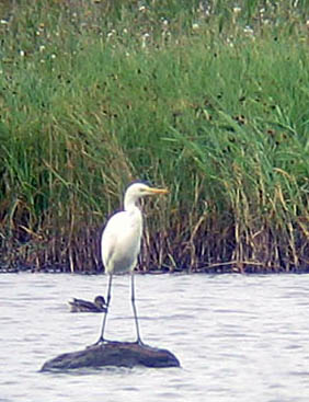 Jalohaikara Edited-1