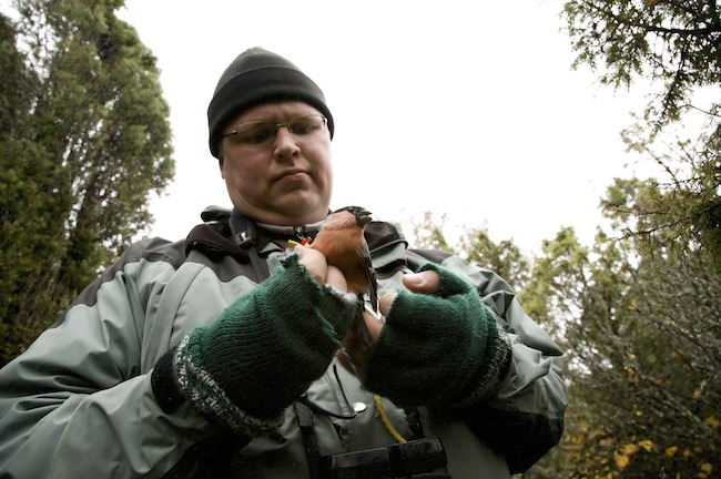 Jukkajapunatulkku Mg 1016