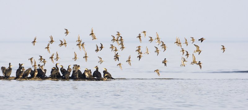 Kahlaajaparvi A1G7023