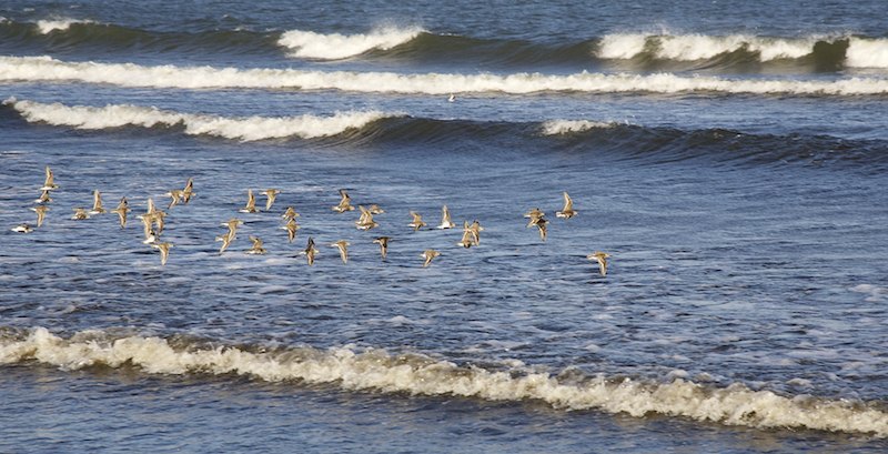 Kahlaajaparvi Mg 8900