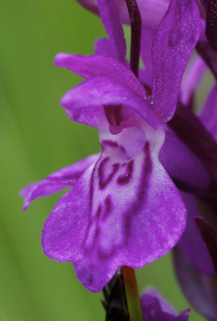 Kaitakammekka A1G3955