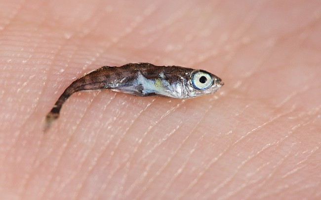 Kalanpoikanen Ppa 04082010 01