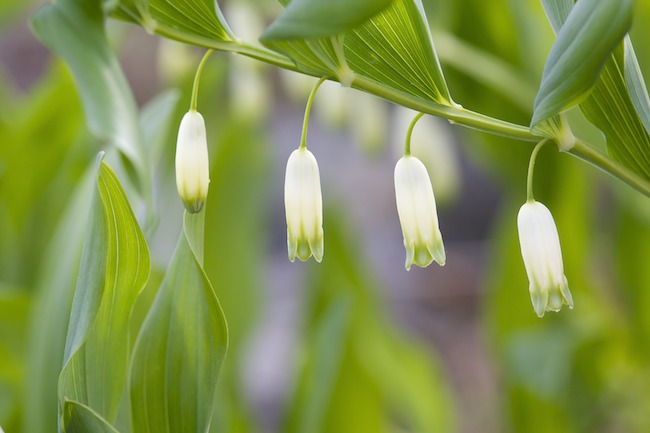 Kalliokielokukka A1G6404