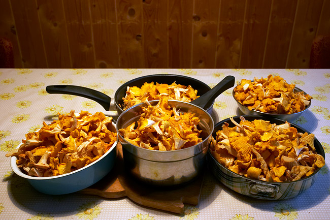 Kanttarelli2308077402Ee