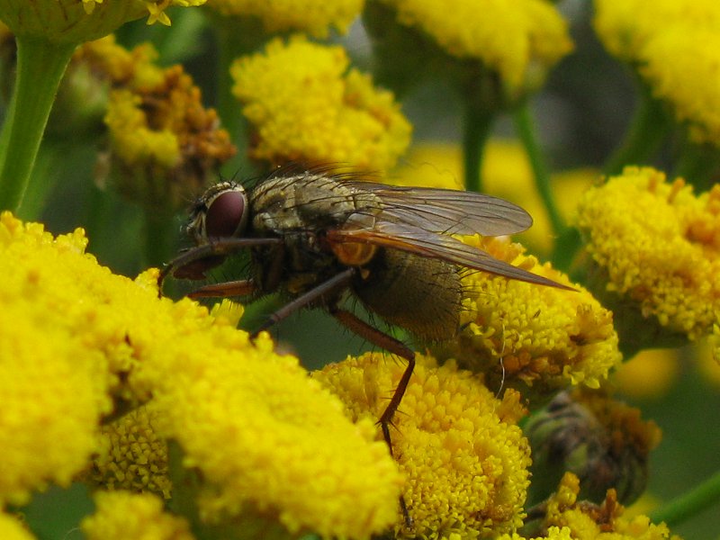 Karpanen 0508 800X600