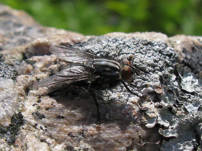 Karpanen 0608 800X600