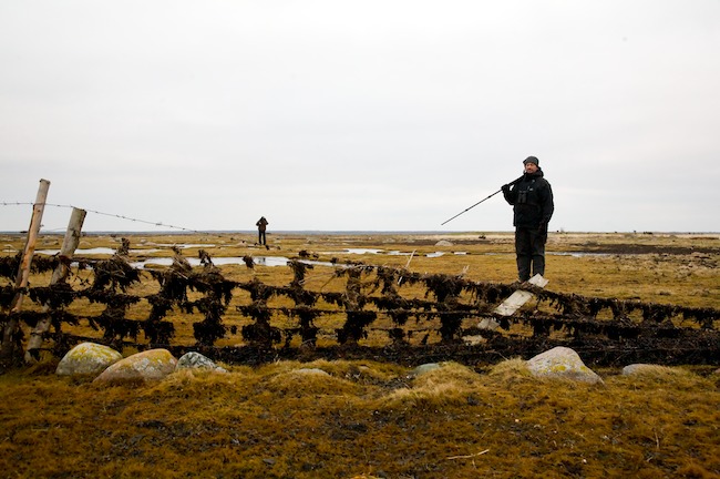 Kaunispeukujalate Mg 0236