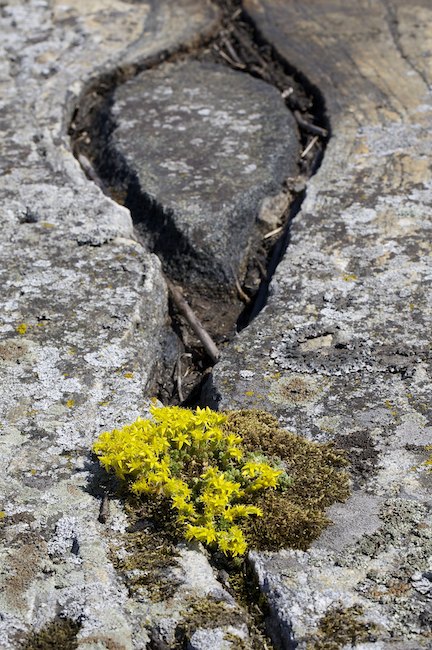 Keltamaksaruoho Mg 4415