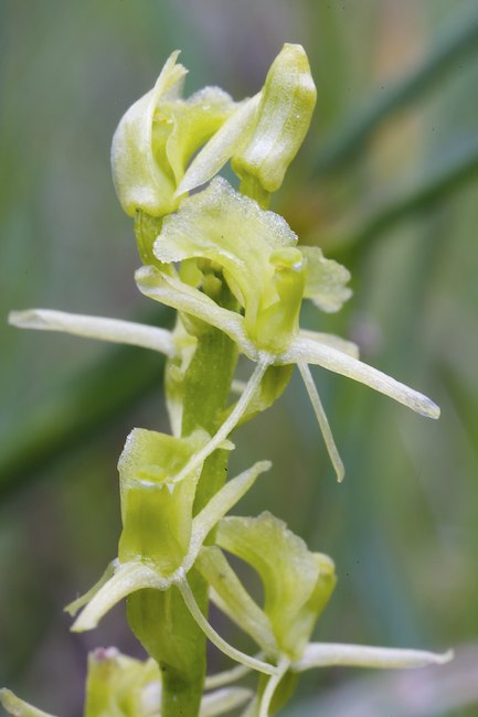 Kiiltovalkku A1G4120