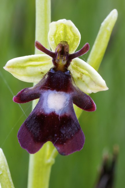 Kimalaisorho A1G3928