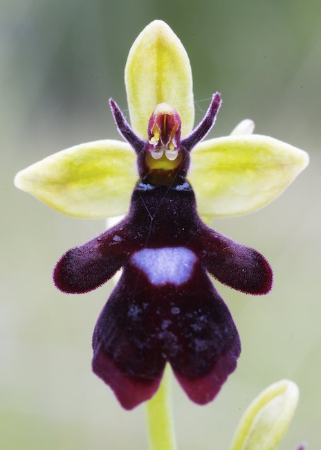 Kimalaisorho A1G4066