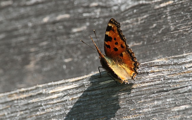 Kirsikkaperhonen Ppa 02082010 01