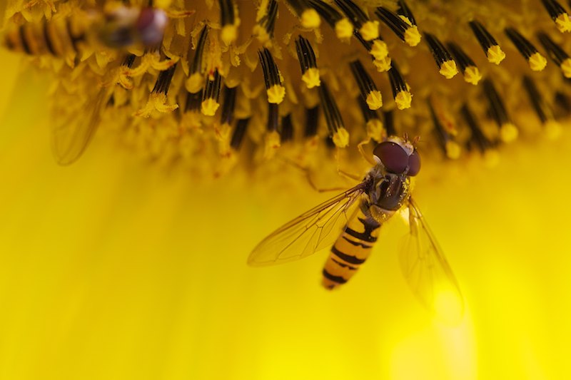 Kukkakarpanen Mg 5692