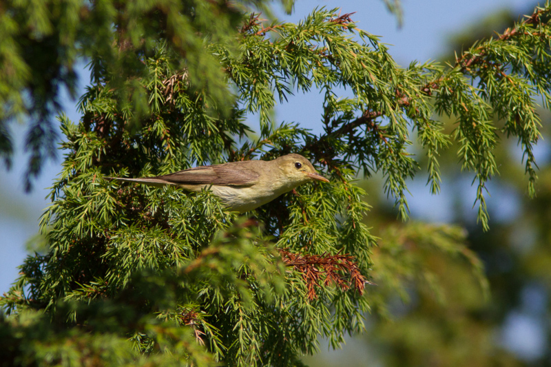 Kultarinta Sorve Mnu 18062013
