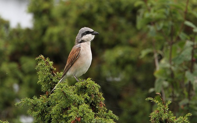 Lancol Loode Ppa 04082010 01