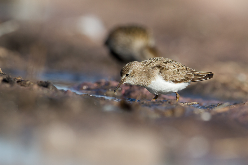 Lapinsirri Sorve Ppa Iso 19072013