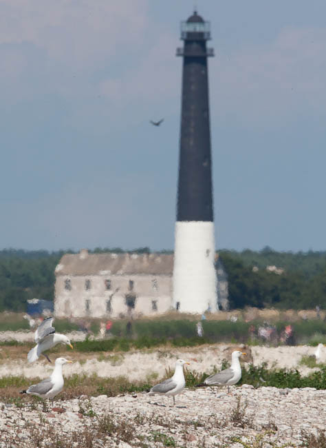 Larargmajak (1 Of 1)