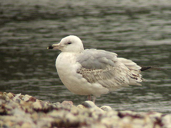 Larcac 3Kv Kih Veere 17042006 Sc I