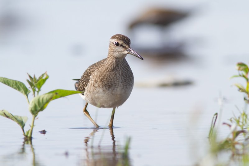 Liro Sorve Mnu 18062013